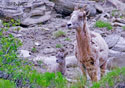 Ovis Canadensis